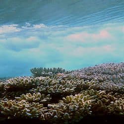 Coral reef on the seabed beneath the surface of the water