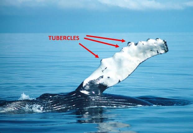 Humpback whale flipper raised above the sea, with the tubercles on its leading edge labelled