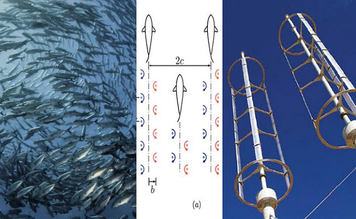 School of fish beside a diagram of the staggered, counter-rotating vortex pattern and a pair of vertical-axis turbines